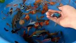 Tiger Barb Loach PingPong Pearl Scale Goldfish Halfmoon Betta Fish Guppy Molly Cute Animals Videos