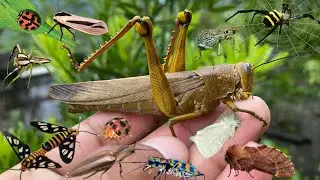 giant grasshoppers are everywhere