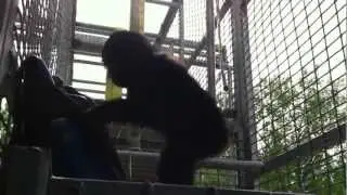Teco climbs around