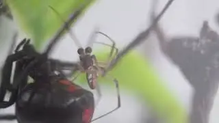 Southern Black Widow Courtship Behavior