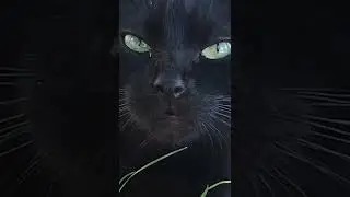 Черный Котик Милашка - Котенок Мяу 