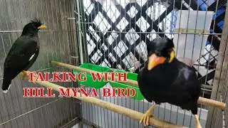 Talking with Hill Myna Bird with sound and talking ASMR