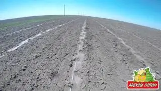 Рассада после града 09 06 2015