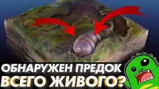 Предок всего живого? | Кембрийский взрыв и Урбилатерия | Эдиакар и Икария