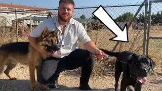 HADESİN OĞLU ARTHUR VE ALMAN KURDU GELDİ!