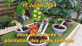 2024 Tomate MATINA bio précoce en Juillet