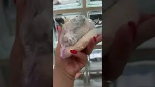 ЦЕНЫ НА ФРАНЦУЗСКОМ РЫНКЕ🧀🥬УРОЖАЙ В САДУ🍓🫐