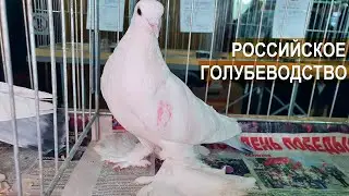 Голубеводство в России. 1-й Всероссийский конкурс голубей имени Замосковского Е.М.