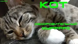 КОТ. Оздоровительный МУРРР (20200311)