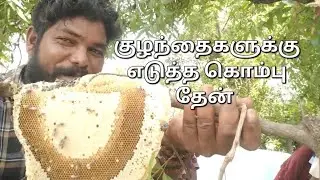 kombuhoney Hunting for village kids || Fun and enjoyed || Tamil