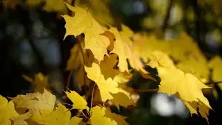 Ann Arbor [4K] - Sony α7iv - Creative Nature Video - Autumn Atmosphere - Chill Music by Ryan Gerald