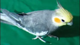 How Fast Can Cockatiel Run 🤔 Cockatiel Bird Running Around & Around Funny Video 😃 #cockatiel #birds