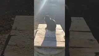 Кощей .Он здесь за эту улицу стоит !.