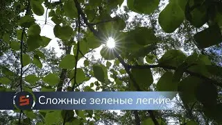 Сложные зеленые легкие