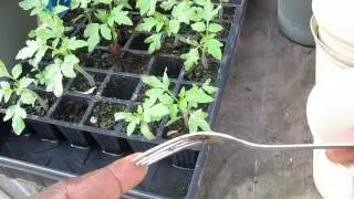 Easy way to transplant from Burpee Cell Container