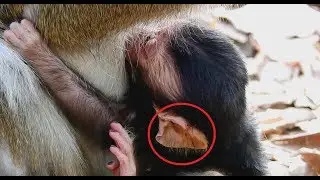 Big Red Ant Bite Ear Newborn Monkey 1st day So Pity. MV 0141