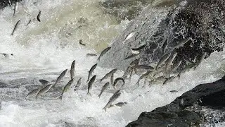 BALIK GÖÇÜ ORTADOĞU -FISH MIGRATION