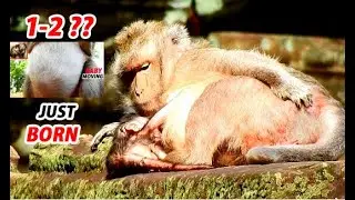 1-2 ..OPEN WONDER ..!! OLD MOM JADE WELCOME NEWBORN MONKEY THIS MORNING 02 OCT 2O