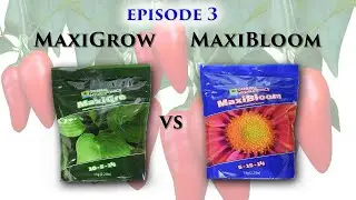 MaxiGrow vs MaxiBloom (Peppers) EP3 | MarsHydro FC-E 3000