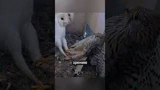 Почему все птицы враги совам? 