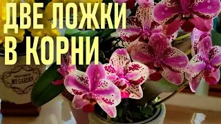 ИЗ ОДНОГО ФАЛЕНОПСИСА ПОЛУЧИЛА НЕСКОЛЬКО ПУТЕМ ДЕЛЕНИЯ. ПОКАЗЫВАЮ, КАК ВЫРОСЛИ И ЦВЕТУТ ОБЕ ДЕЛЁНКИ!