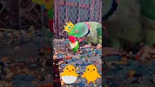 CUTE 🥰🥺FUNNY 😂🤣 TALKING PARROT Cute 🥰🐣🐈🐥#ytshorts #shorts #youtubeshorts #parrot #mittoo #india