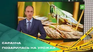 На полях Челябинской области выросло количество опасных вредителей