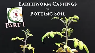 Earthworm Castings vs Potting Soil (PART 1) | VermisTerra and PRO-MIX