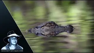 Alligator Hatchlings And Catfish 01 Footage