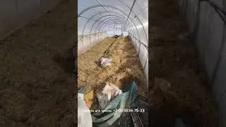 Рассада клубники после зимы 2024 года.тел 89038367533