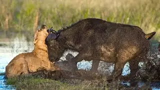 Хищники в деле, львица попалась на рога. Самые эпичные битвы диких животных за "5 минут"