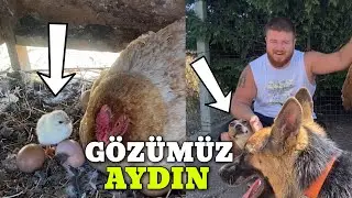 TAVUKLAR CİVCİV ÇIKARDI ÇITIR HAMİLE KALMIŞ!