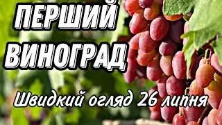 Цікаві новинки винограду 2022 р.