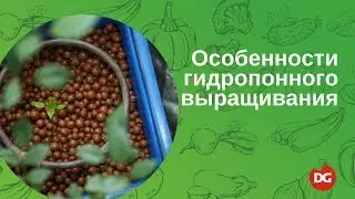 №38 Особенности гидропонного способа выращивания