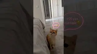 Кошка любит разговаривать