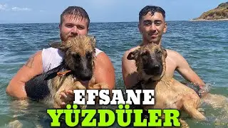 Alman Kurtları Ve Jegi’yi DENİZE GÖTÜRÜP YÜZDÜRDÜM!