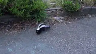 Baby Skunk