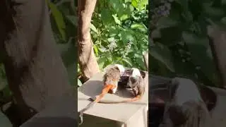 Cotton-top Tamarin Monkey Eating at Melbourne Zoo