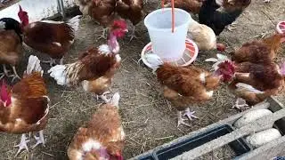 Голошейки - супер куры! Выращивание, кормление, делюсь опытом.