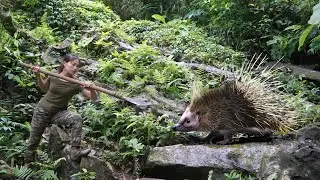 Follow the tracks, detect wild porcupines, set traps to catch them, survival alone