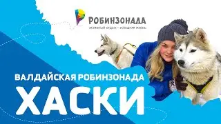 Незабываемые приключения с хаски на Валдае