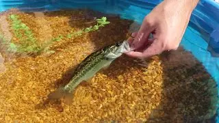 Mini Pond WITH MY Future Baby JAWS!