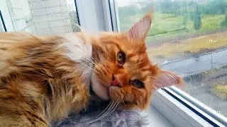 Мейн кун Степа и кот Тихон. Деревню Гадюкино смыло...🌧🌧🌧