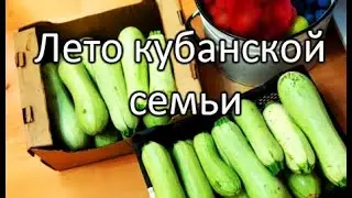Что привезли с собой из Архипо-Осиповки / Сезон запасов / Чай ручной работы