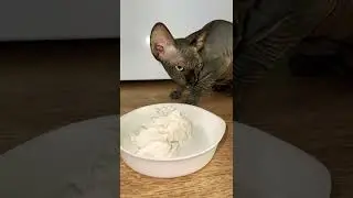 Лысая кошка сфинкс ест творог