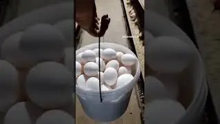 Ломан Вайт Классик