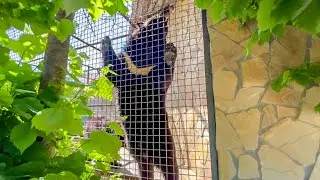 В вольере Люськиных гамадрил теперь живут НОВЫЕ МАЛЫШИ)))