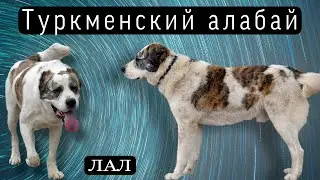Лал (Немой) - достойный потомок Чемпиона Амара / Алабаи