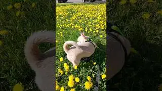 Ура, Лето!😎🌞🍒🌻 