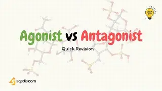 Agonist vs Antagonist | Drug Receptor Affinity | Neurotransmitter | Pharmacology